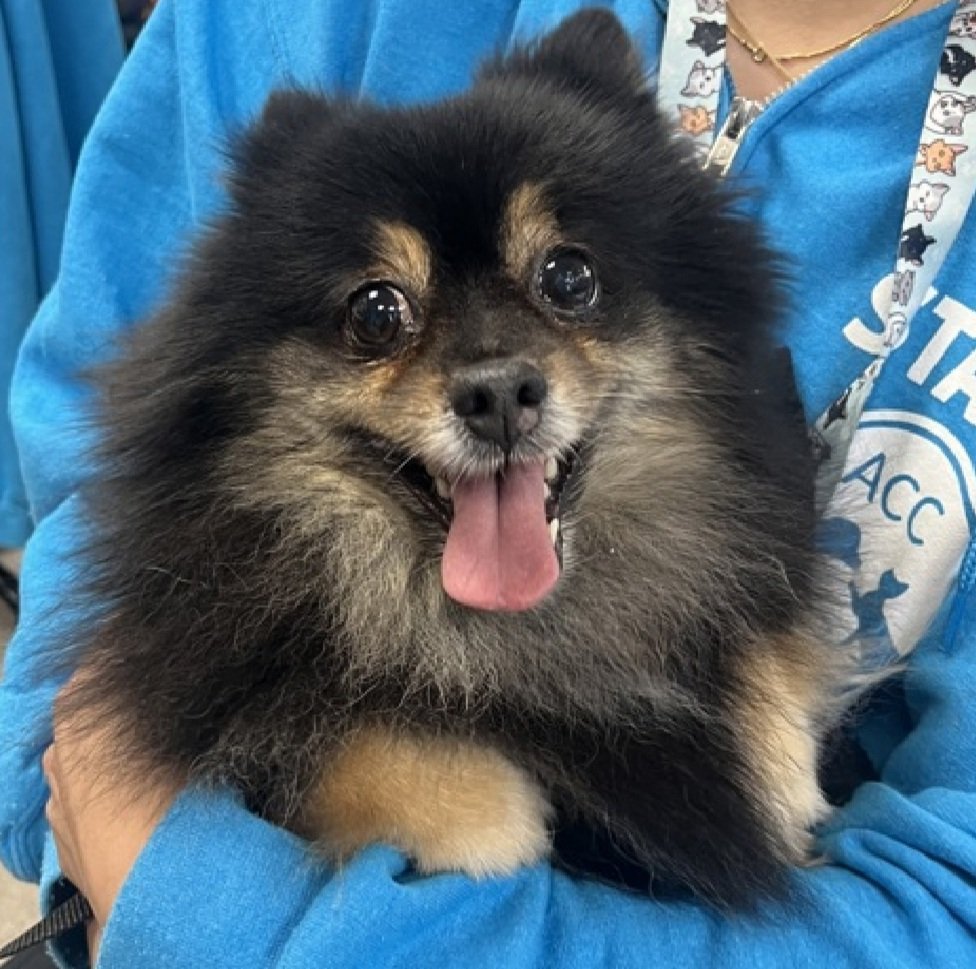 Good News!
Roxie has been reserved by a New Hope Partner 🥳🎉

Please wait for freedom pics and info from <a href="/TAPNYACC/">TAPACC</a> to honor your pledges