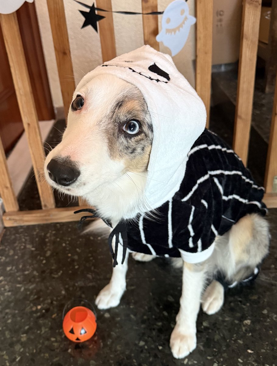 Belfebas's tweet photo. Aska lista para Halloween https://t.co/qyXPndUtxn