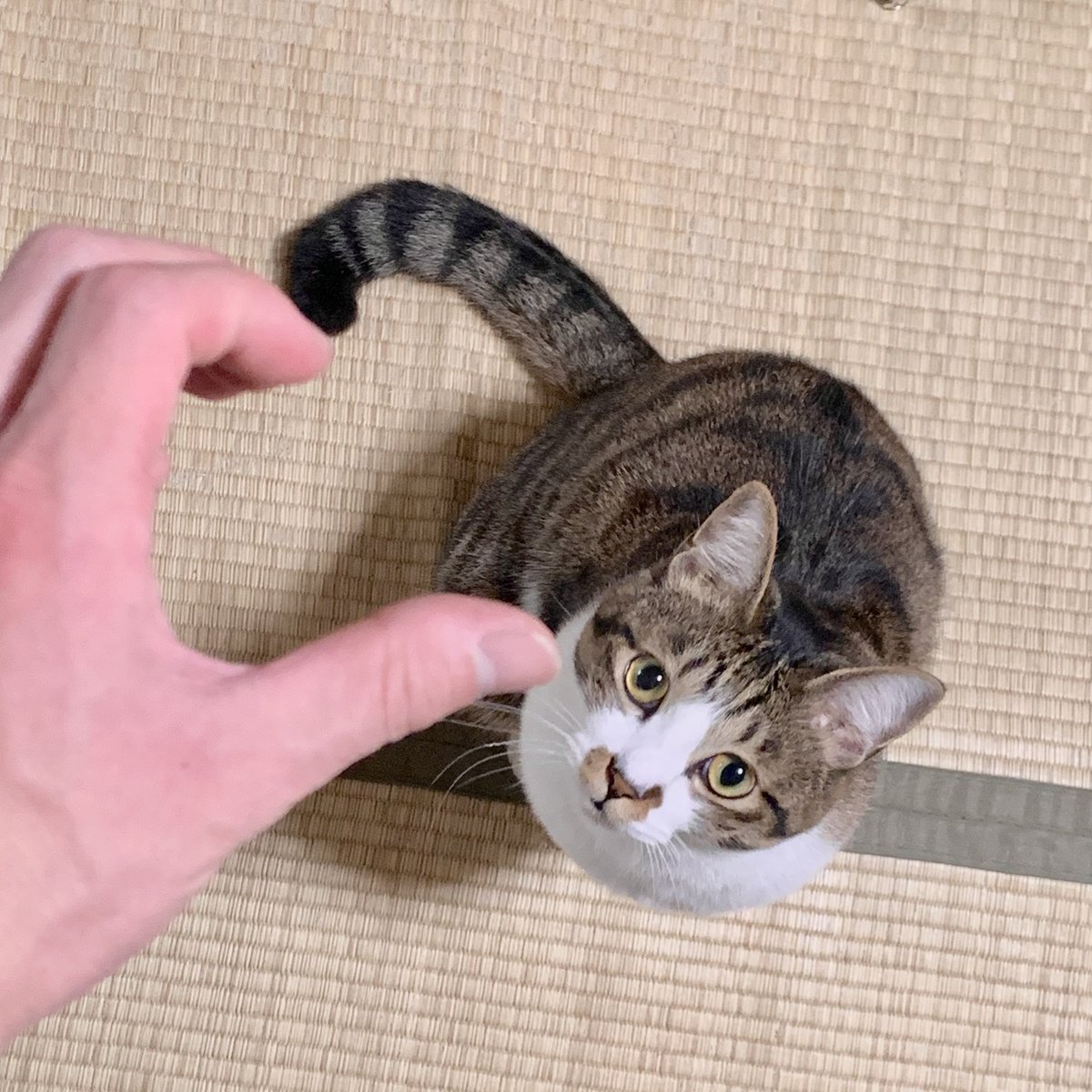 𝒊𝒔＿ (@mirinyaa_is) / Posts / X