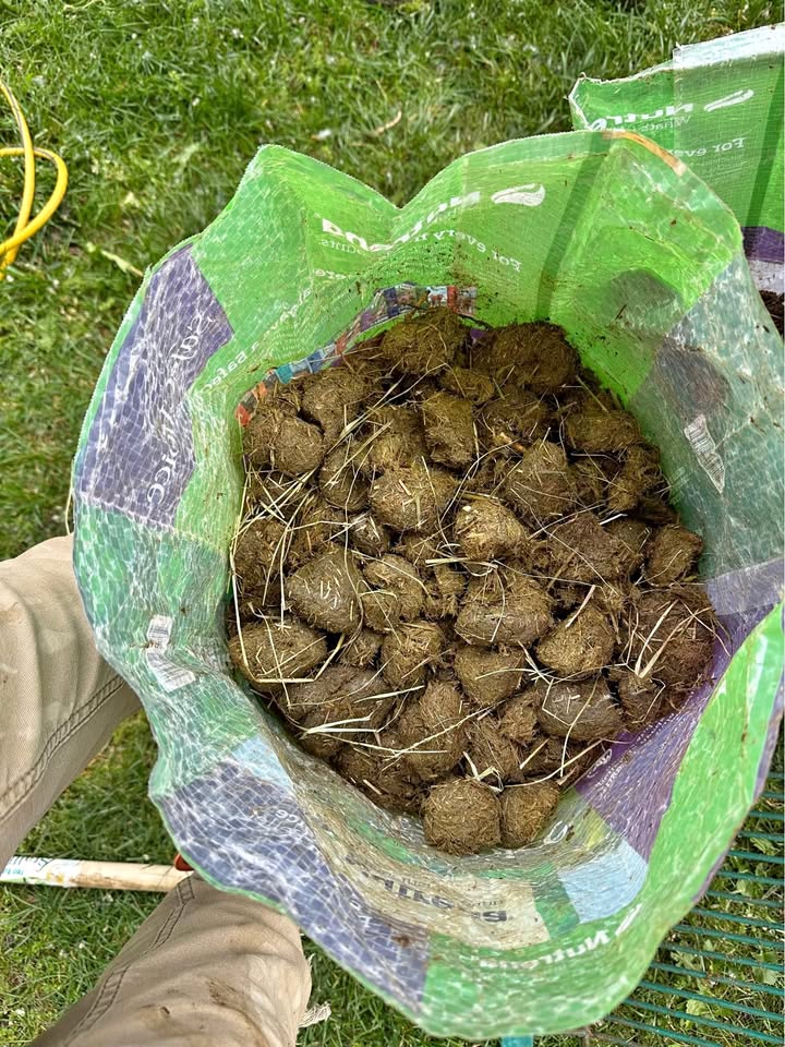 <a href="/Maga_Trigger/">The Maga Trigger</a> This is what is left over after the horse parade goes by.  it is also the main ingredient in Trump's cabinet.