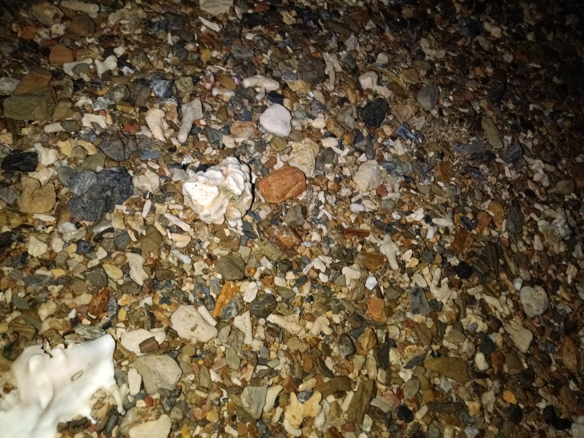 沖縄アダン＊3.5㍉×16個 沖縄アダン＊3.5㍉×16個