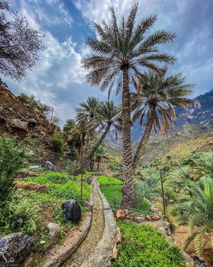 صباح الخير والعافية