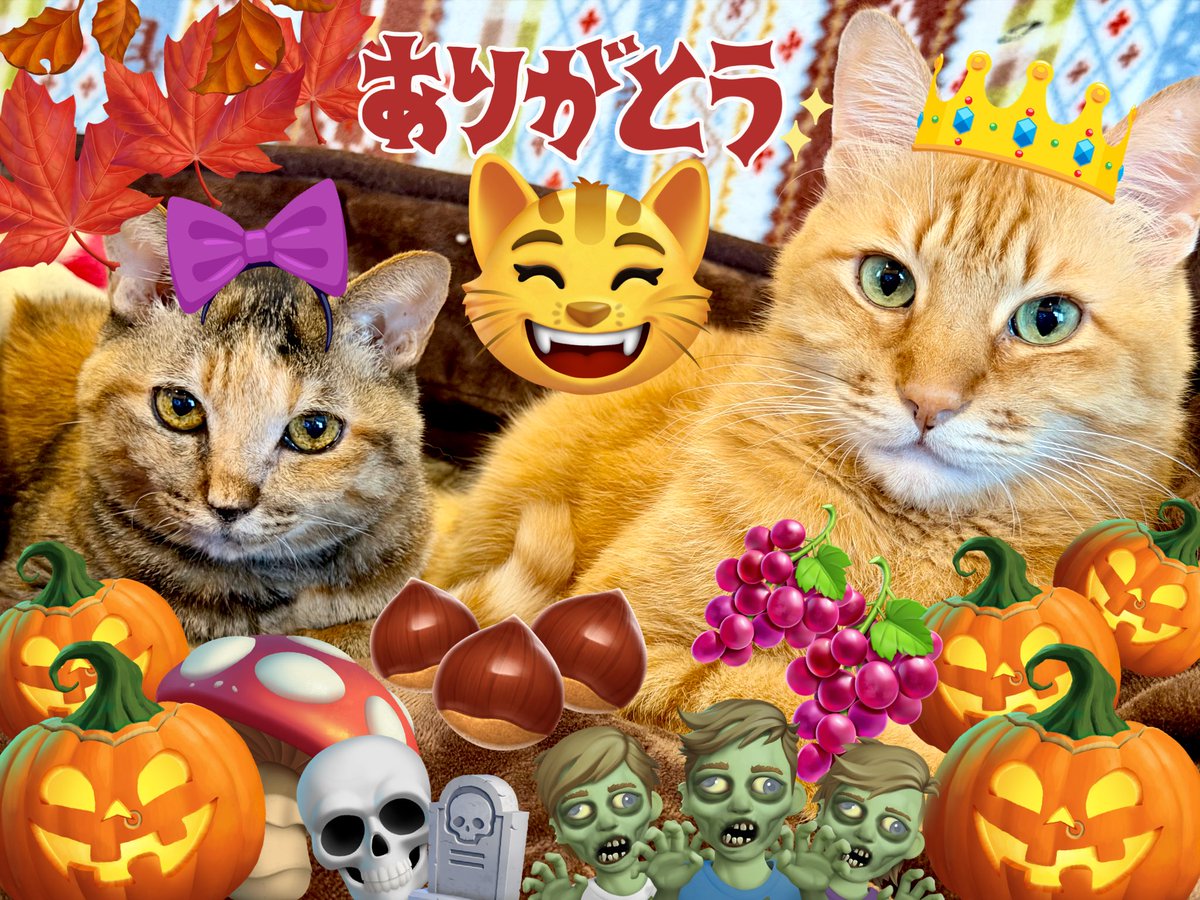 KissA様 バイソン・キッズ | カザマランドセル