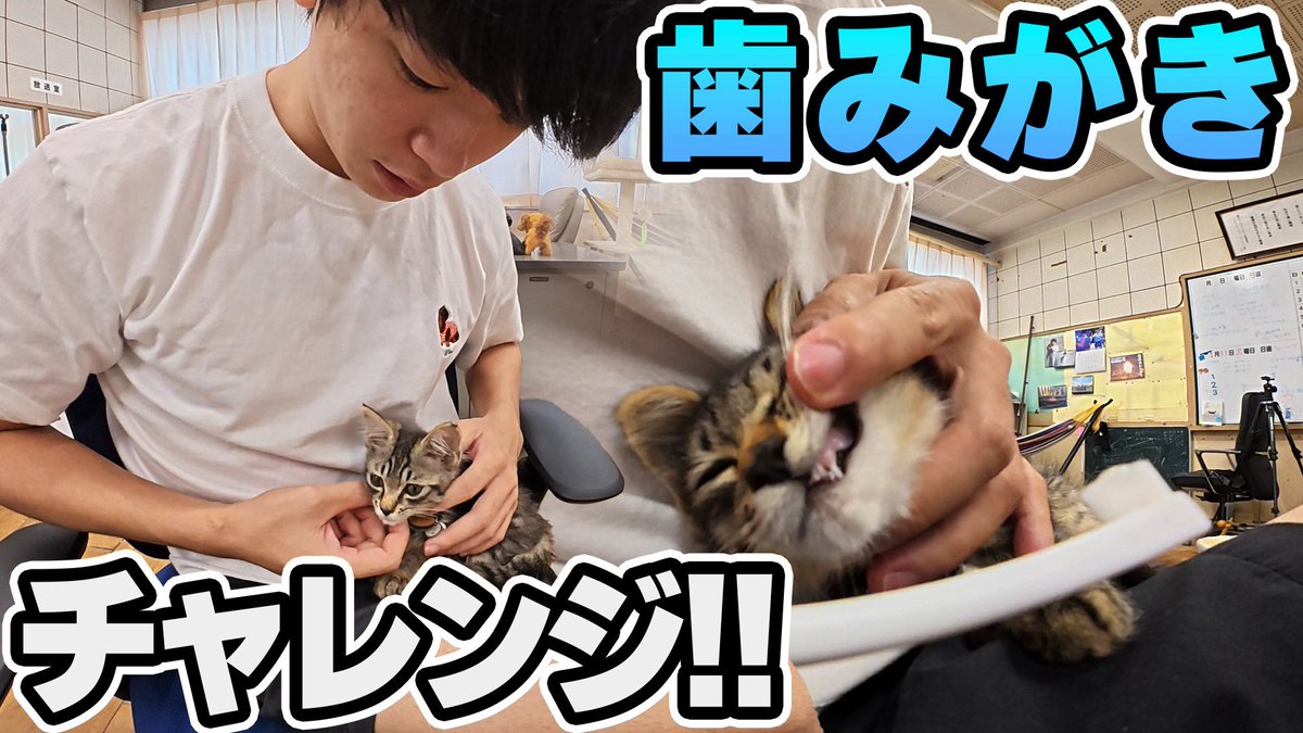 Kitty⭐️整理中の為出品中止ページ/10点 Kitty⭐️整理中の為出品中止ページ/10点 Amazon | ハローキティ