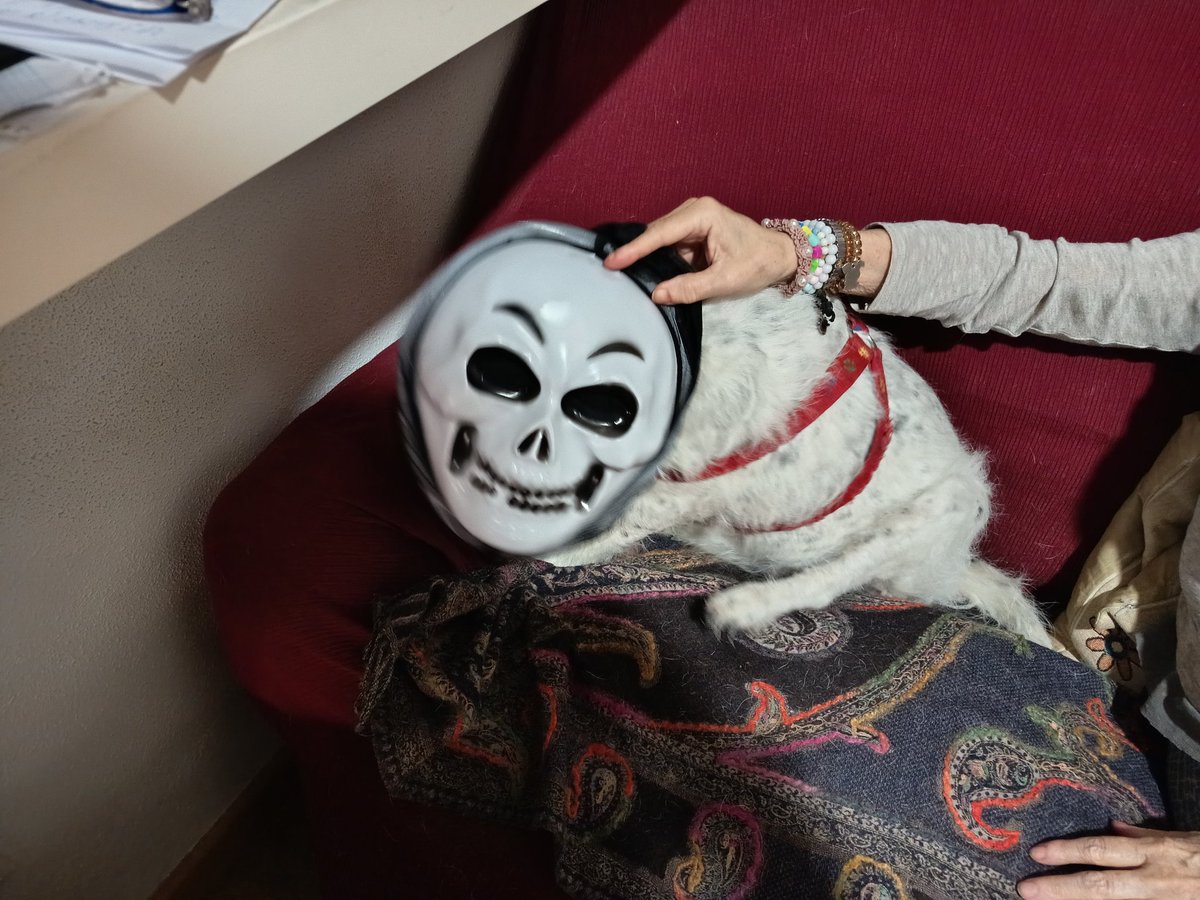 Halloween 2025 #halloween #blanquita #dog
