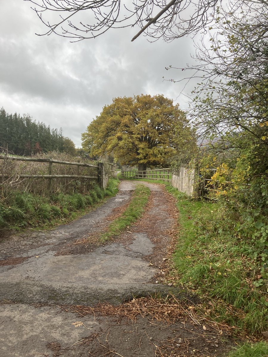 My favourite tree now resplendently golden