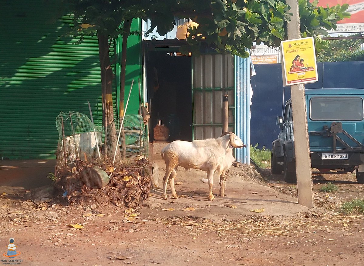 mad00scientist's tweet photo. Out on the street like he owns the place! 😂 That's the real life of our ஊரு (ooru - village/town). Just a cool white goat (வெள்ளாடு) chilling in the sunshine in front of the shop (kadai). The simple, beautiful story of rural India.
​ #StreetPhotography #madscientistphotography https://t.co/QaNJsvCYFf