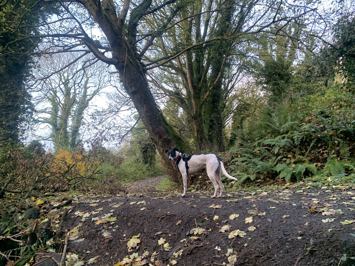 So glad we went out early before the torrential rain we have now!  #Cavehill <a href="/WeatherCee/">Cecilia Daly</a> <a href="/barrabest/">Barra Best</a> <a href="/Ali_Totten/">Ali Totten</a> <a href="/geoff_maskell/">Geoff Maskell</a> <a href="/bbcniweather/">BBC NI Weather</a>