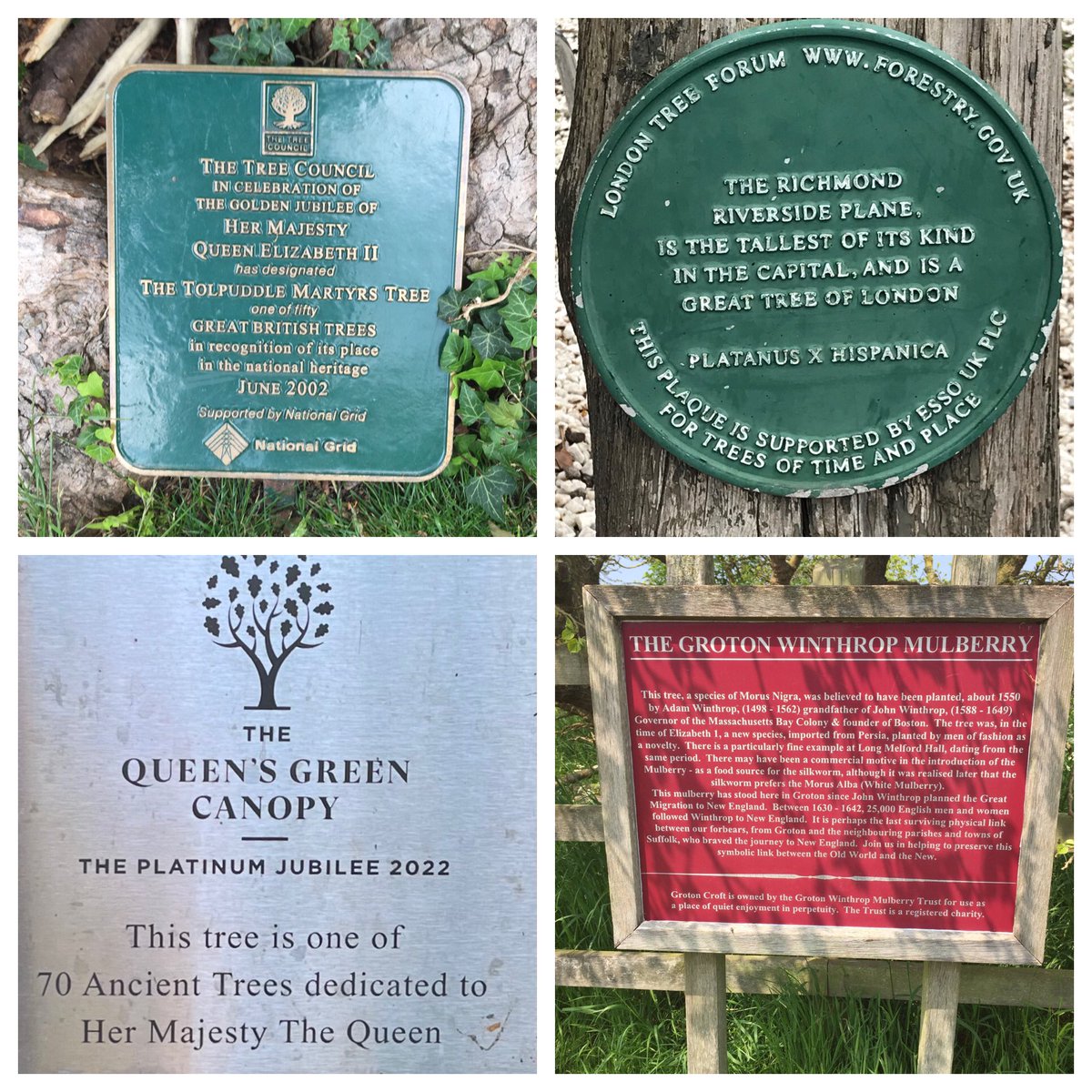 TiCLme's tweet image. Of course sometimes a #greattree has a plaque 😉

Great Trees of Britain #GTOB🏆🌳🇬🇧 @TheTreeCouncil 
#GreatTreesof London @LTOA33 @ForestryEngland 
Queen’s Green Canopy #GreatTrees @QueensCanopy