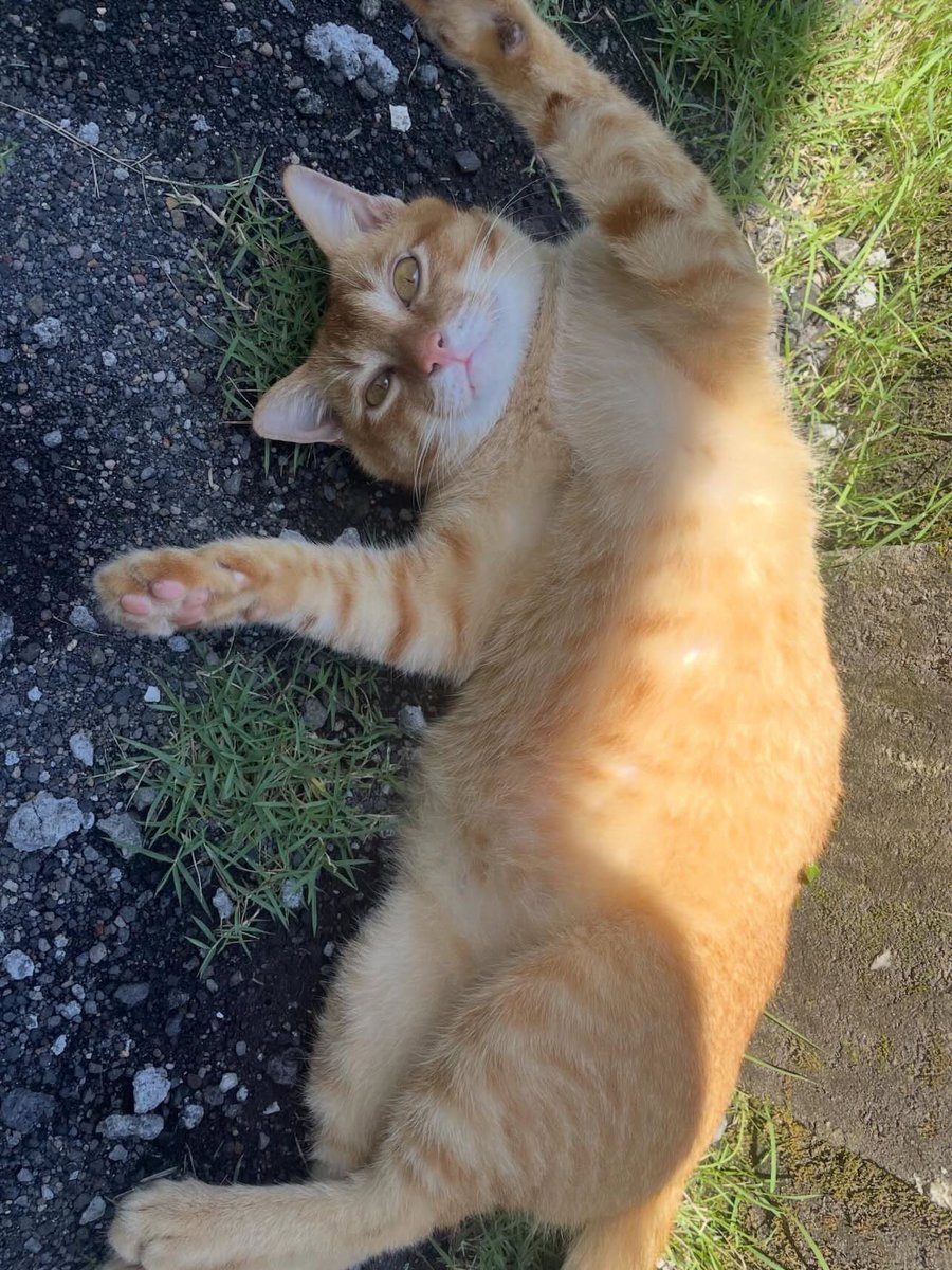 nomadhouse_qc's tweet image. 急ですが明日から11月末まで
バリ島シデメンで

「事業づくり合宿」

します！

目標は期間中で１つサービス立ち上げること。作り方は支援します！

途中参加でもOKなので、ぜひ！✨

基本無料ですが、現地貢献のために、現地の家族が提供している食事デリバリーサービスをご利用ください🙇‍♂️

#バリ島