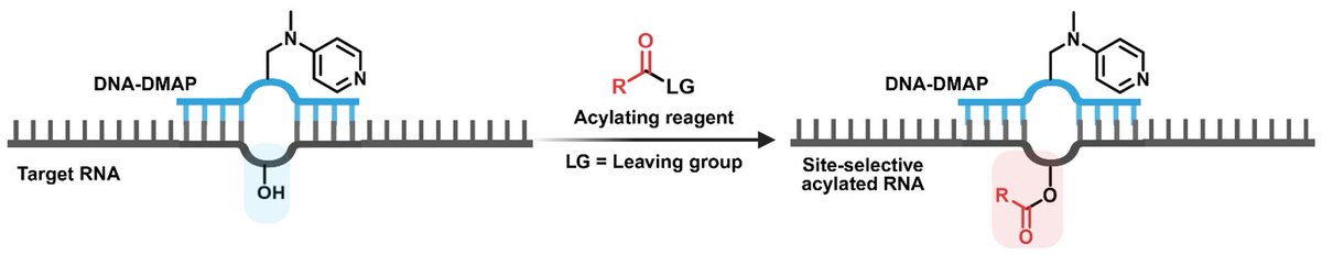 zhu_ruyi's tweet image. Excited to share two papers from our lab published today @NatureCatalysis and @angew_chem on ion-pairing asymmetric DNA catalysis (rdcu.be/eNEfn) and site-selective RNA modification (onlinelibrary.wiley.com/doi/10.1002/an…), respectively @ChemNUS @ResearchFoS @NUSingapore