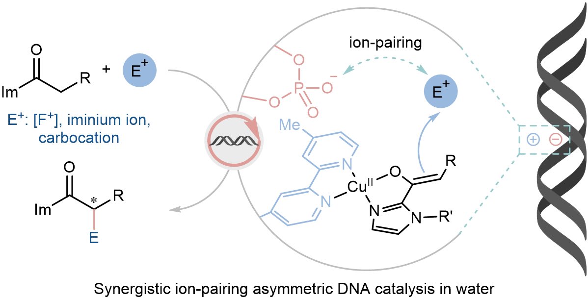 zhu_ruyi's tweet image. Excited to share two papers from our lab published today @NatureCatalysis and @angew_chem on ion-pairing asymmetric DNA catalysis (rdcu.be/eNEfn) and site-selective RNA modification (onlinelibrary.wiley.com/doi/10.1002/an…), respectively @ChemNUS @ResearchFoS @NUSingapore
