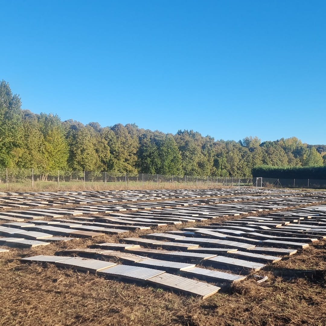 🌱¡Así empieza todo!
En nuestra nueva finca ya estamos preparando el terreno para la próxima temporada 🐌
Porque detrás de cada producto hay mucho trabajo, mimo y respeto por el ciclo natural 💚
#CaracolesDeGredos #ArenasDeSanPedro #avilaautentica  #GastronomíaSostenible