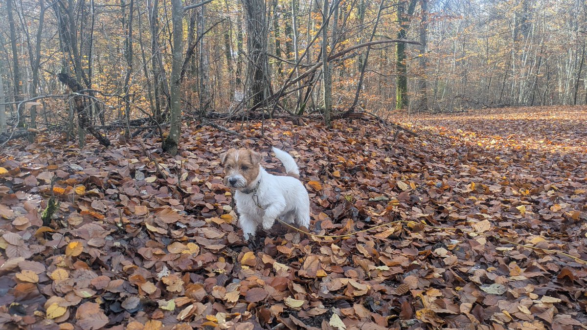 En solig lunchrunda idag, och halvdag ✅
