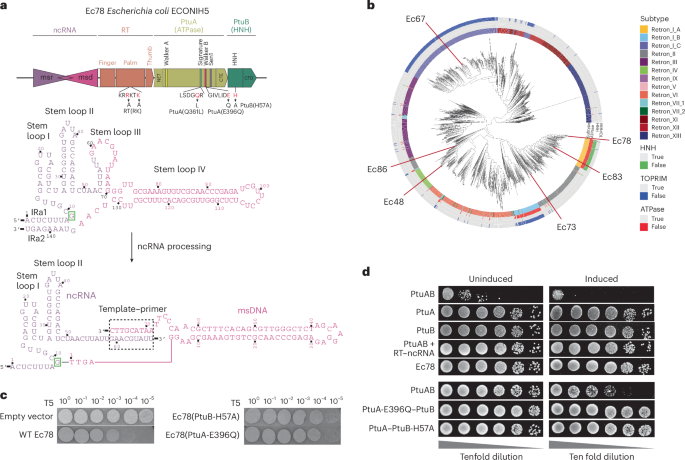 NatureSMB's tweet image. New online! Structural basis for retron co-option of anti-phage ATPase-nuclease bit.ly/47xjofD