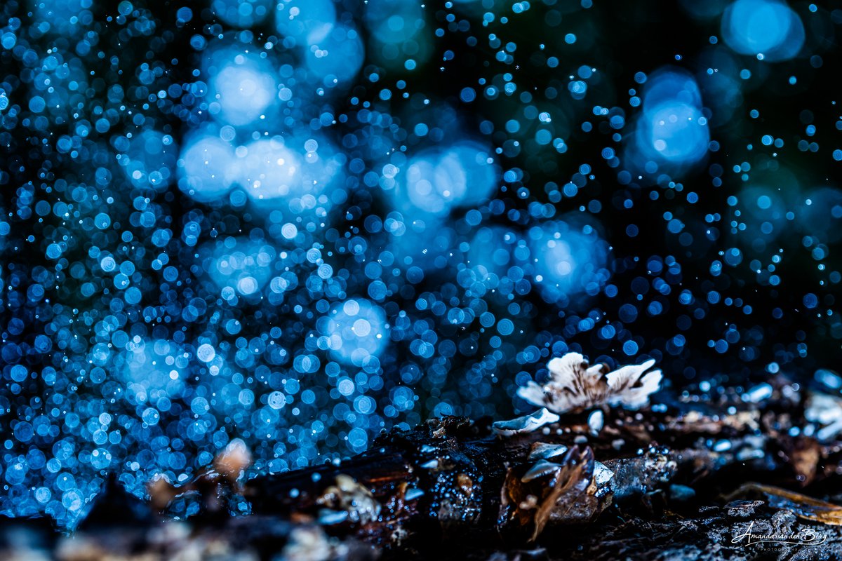 Captures by Amanda tweet media