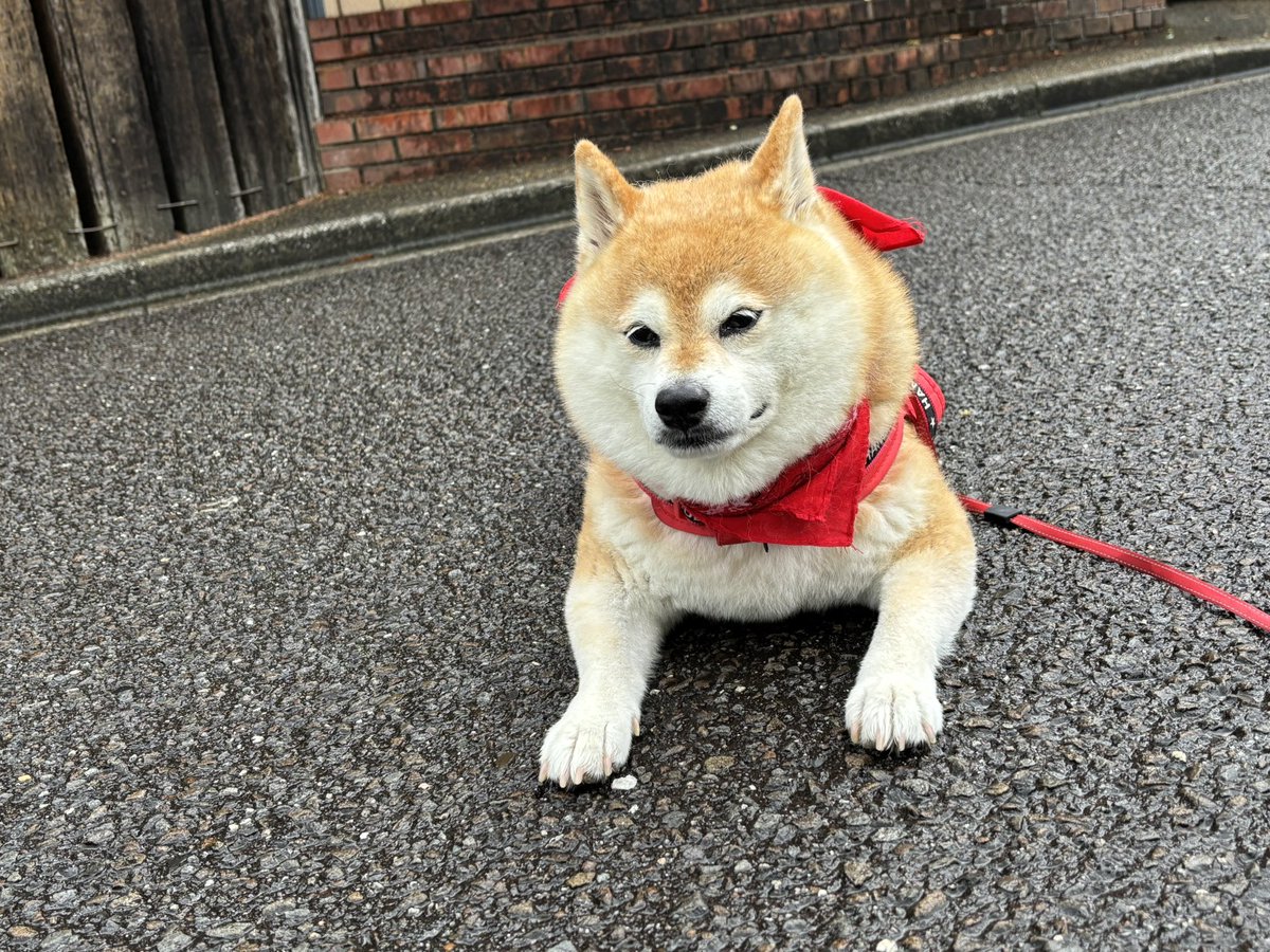 柴犬 ちいちゃん日記 on X