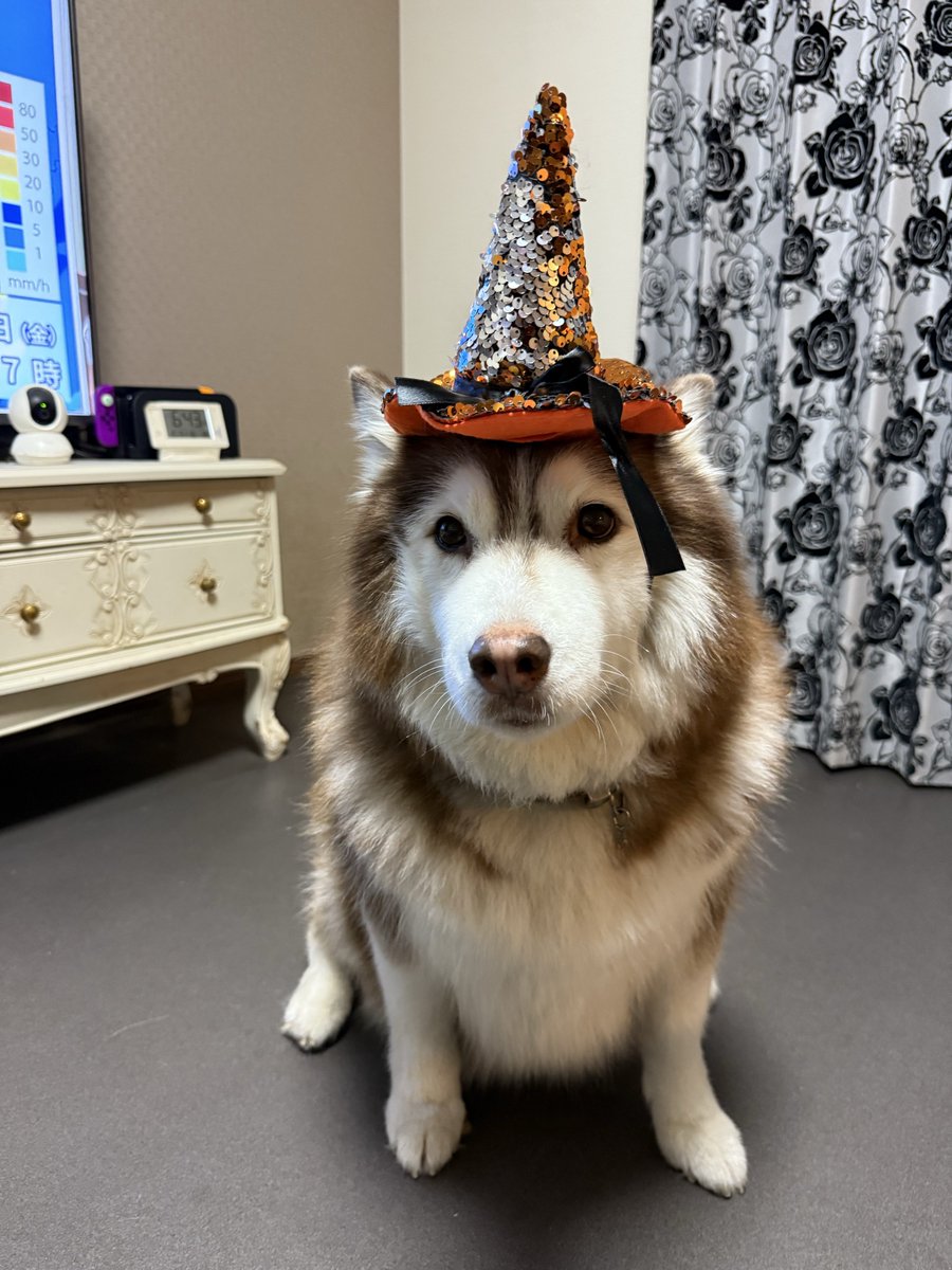 __fflly's tweet photo. 👻Halloween🎃 https://t.co/xWNED7c3B0