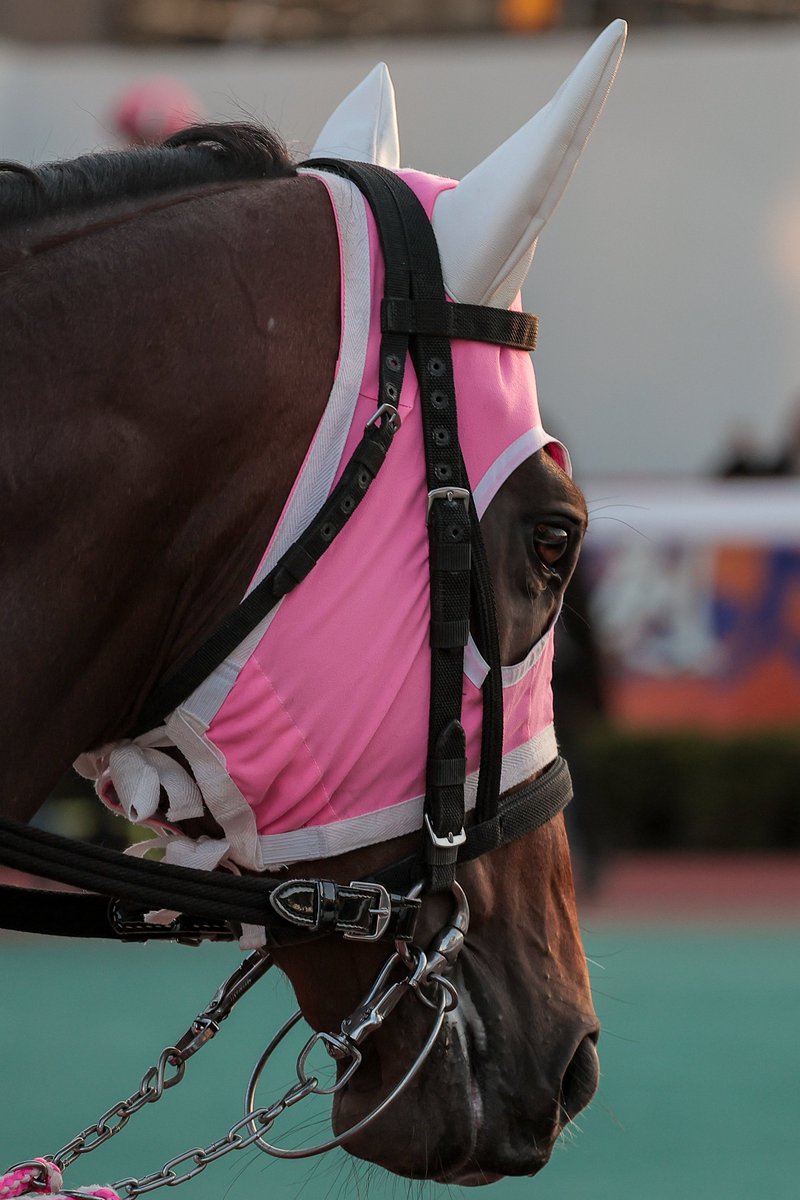 Nori (@sigea4gst) / Posts / X