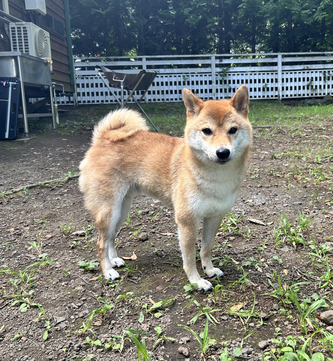 柴犬勇者むぎまる on X
