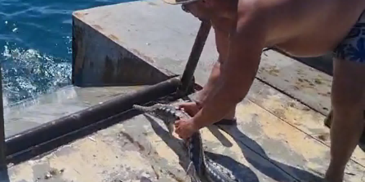 Bulgaria : 2025 award for Black Sea sturgeon saviours
fiskerforum.com/2025-award-for…
#eatmorefish #buylocal #supportUKIrishfishingindustry