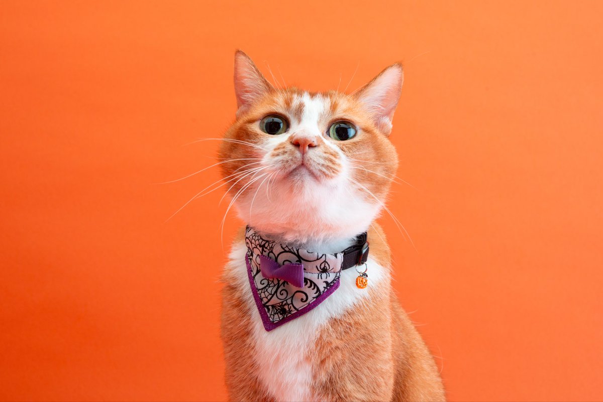 いずもん/まろ様＊mfmf (@7nfxwoi3F8lSqHU) / Posts / X