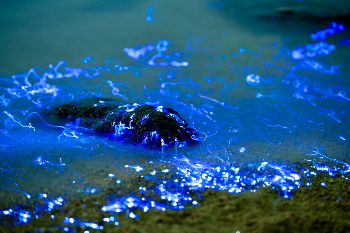 Tdub_Photo's tweet photo. Sea monsters. Bioluminescent ostracod crustaceans light up the coast of Japan. #bioluminescense #japan #sonyimaging https://t.co/vinCaM6m2Z