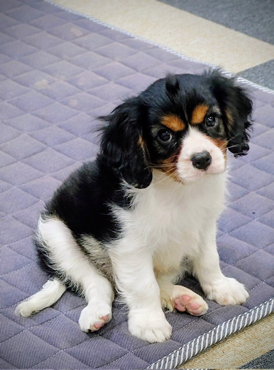 354TR250TR's tweet photo. 家族が増えました!
＃キャバリア
＃パピー
＃子犬 https://t.co/RMwKiIzdQV