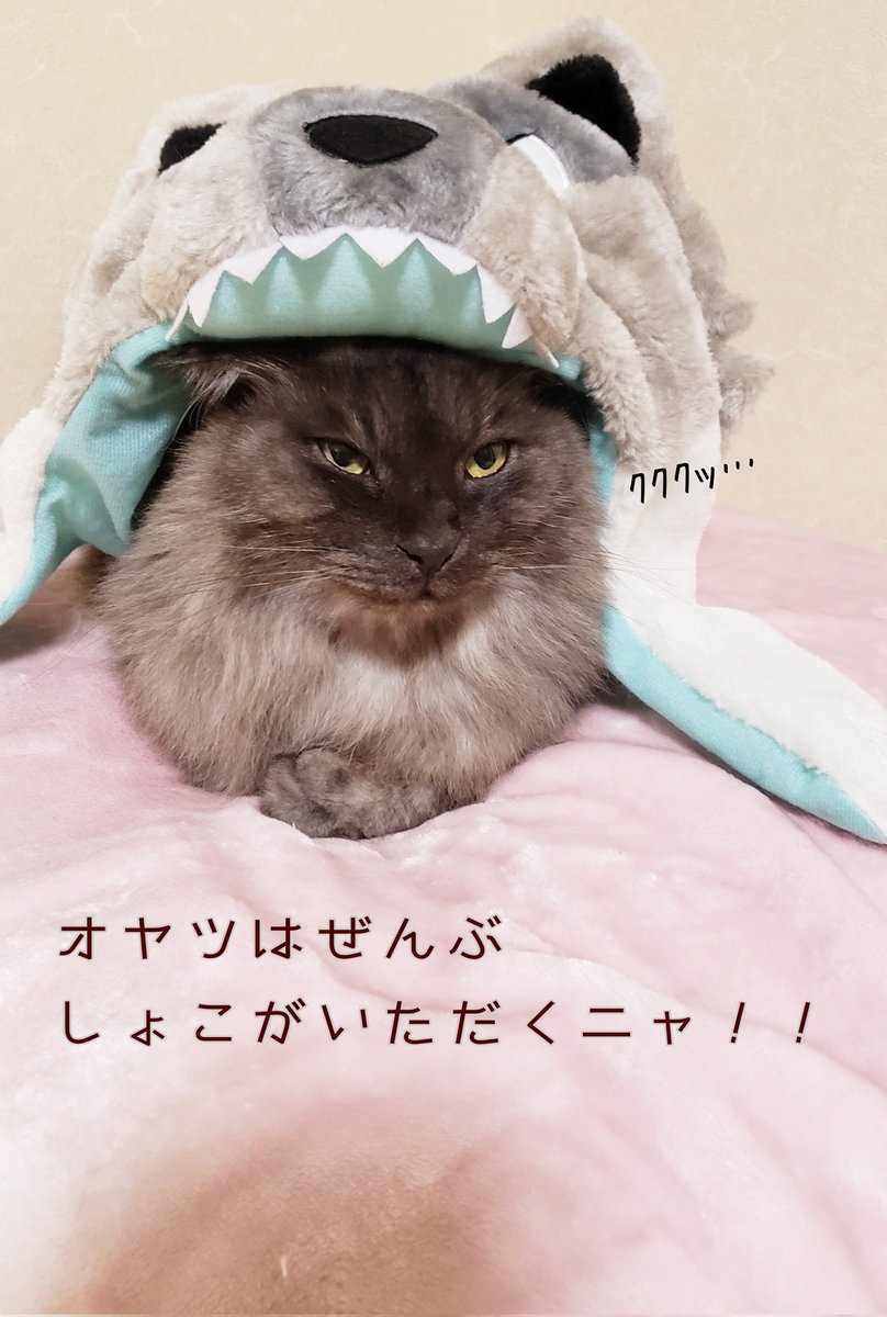 miu@しょこたんとゆかいな仲間達のｵｾﾜ係(モフ鉄№4453