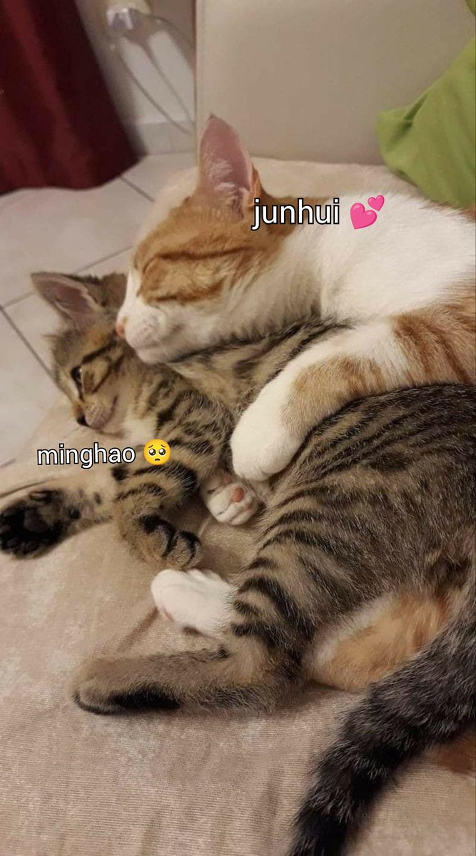 junhao as cats (@catsjunhao) on Twitter photo 