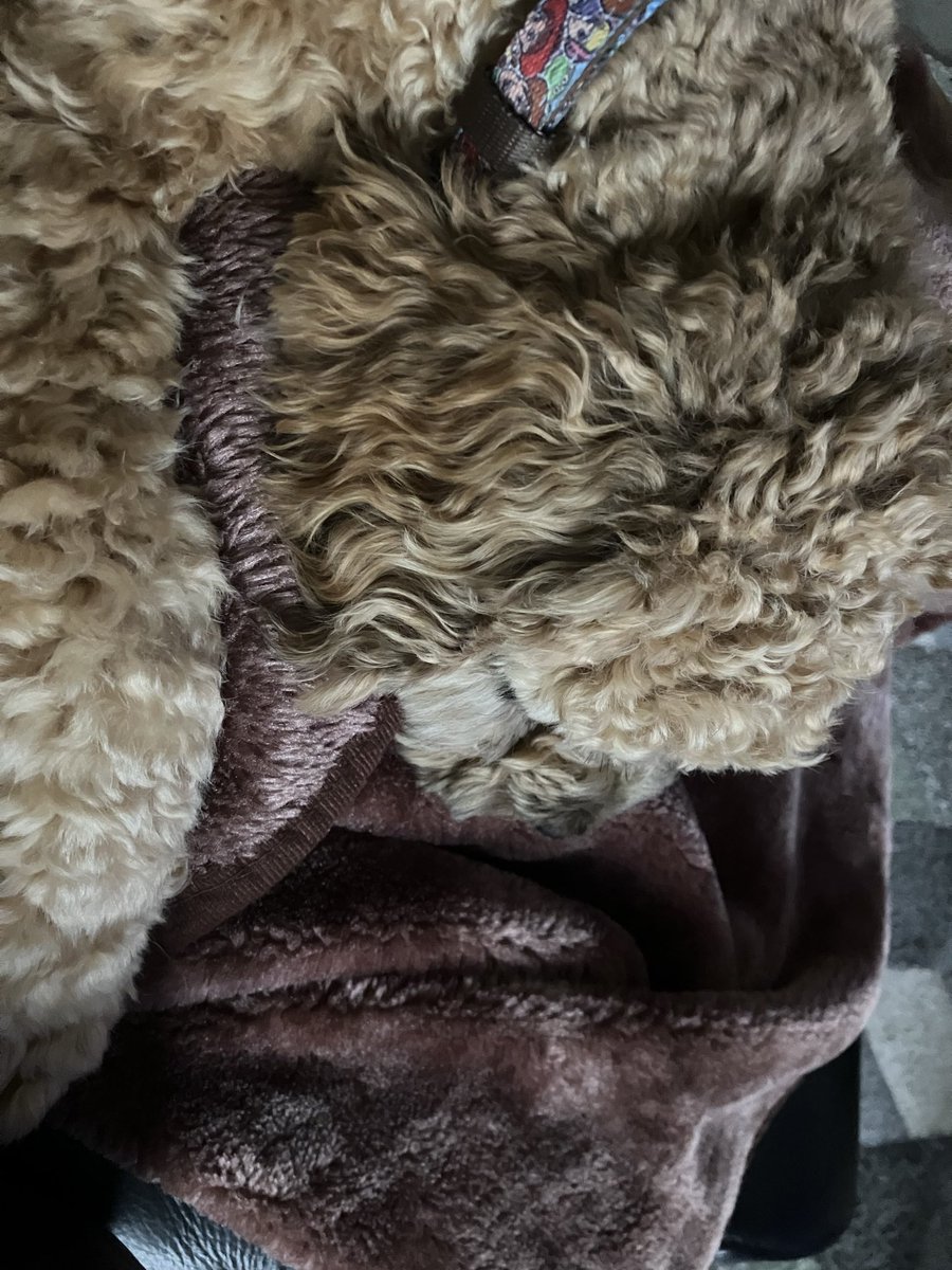 Got a fluffy dog on a fluffy blanket first time he properly sat on me in 5 months of having him in our lives . Nice and cosy