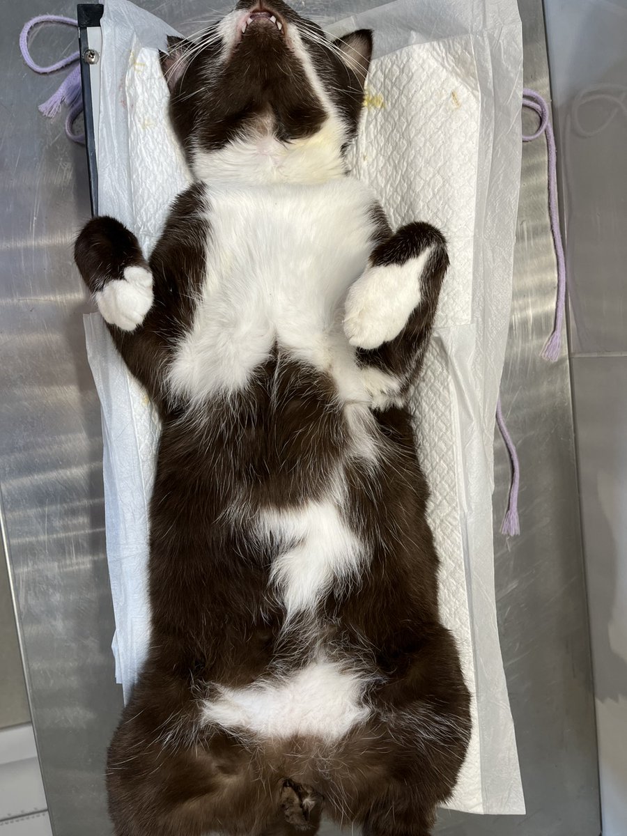 にゃおん にゃおん♪ on X