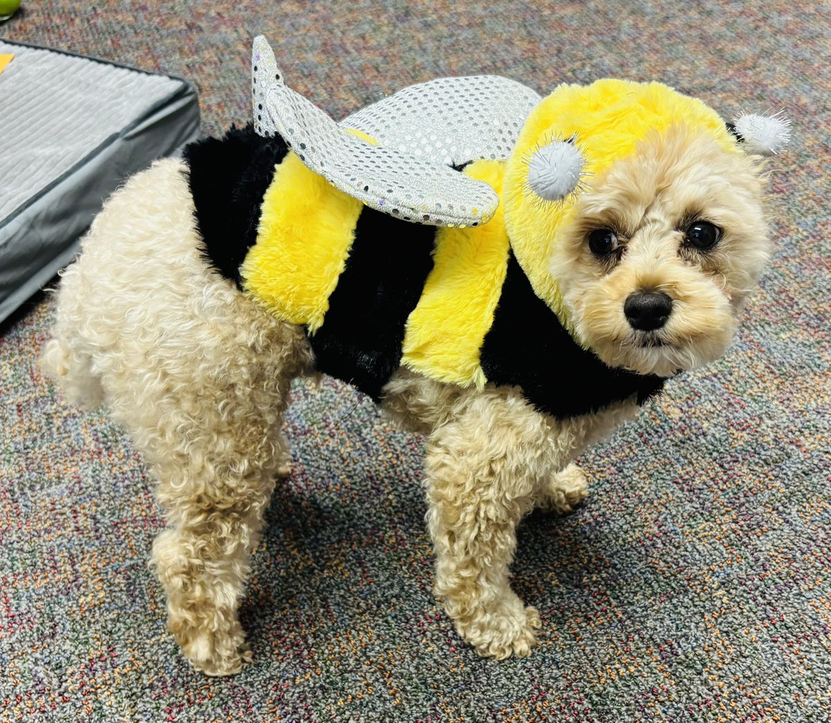 cmurpl's tweet image. HAPPY HALLOWEEN from the hallowed halls of Finch! Gus, our resident therapy dog, got all dressed up as a bumble bee because he “flys” around the hallways and classrooms! FANCY IN FINCH! 🔥👆🐝 @cmuehs @cmualumni @cmuniversity