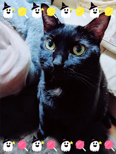 花ネコ カード検索 ｜ Z/X - Zillions of enemy X - ゼクス公式サイト