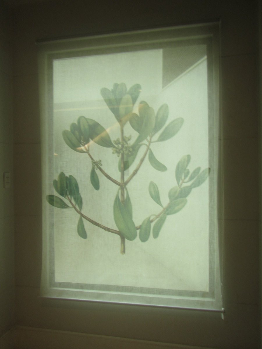 uhnyelli's tweet photo. Need this type of blinds watdafak https://t.co/pcOW7wIf7n