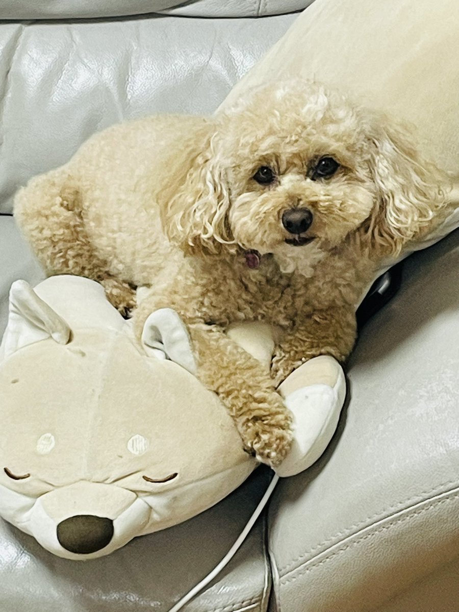 チワワのりんちゃん🎀のんちゃん on X