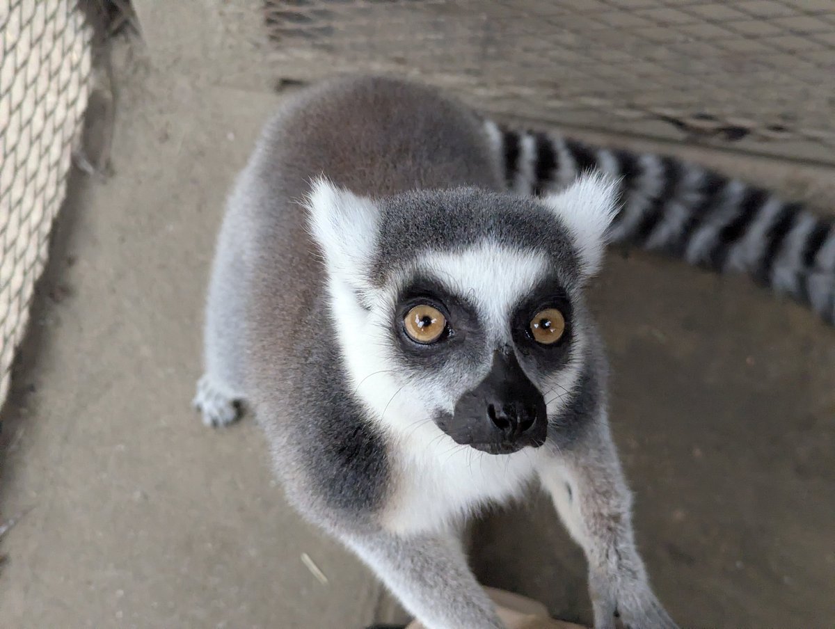 灰色の狐猿 灰色の狐猿 ワオキツネザル（輪尾狐猿） - 哺乳類図鑑 - 動物