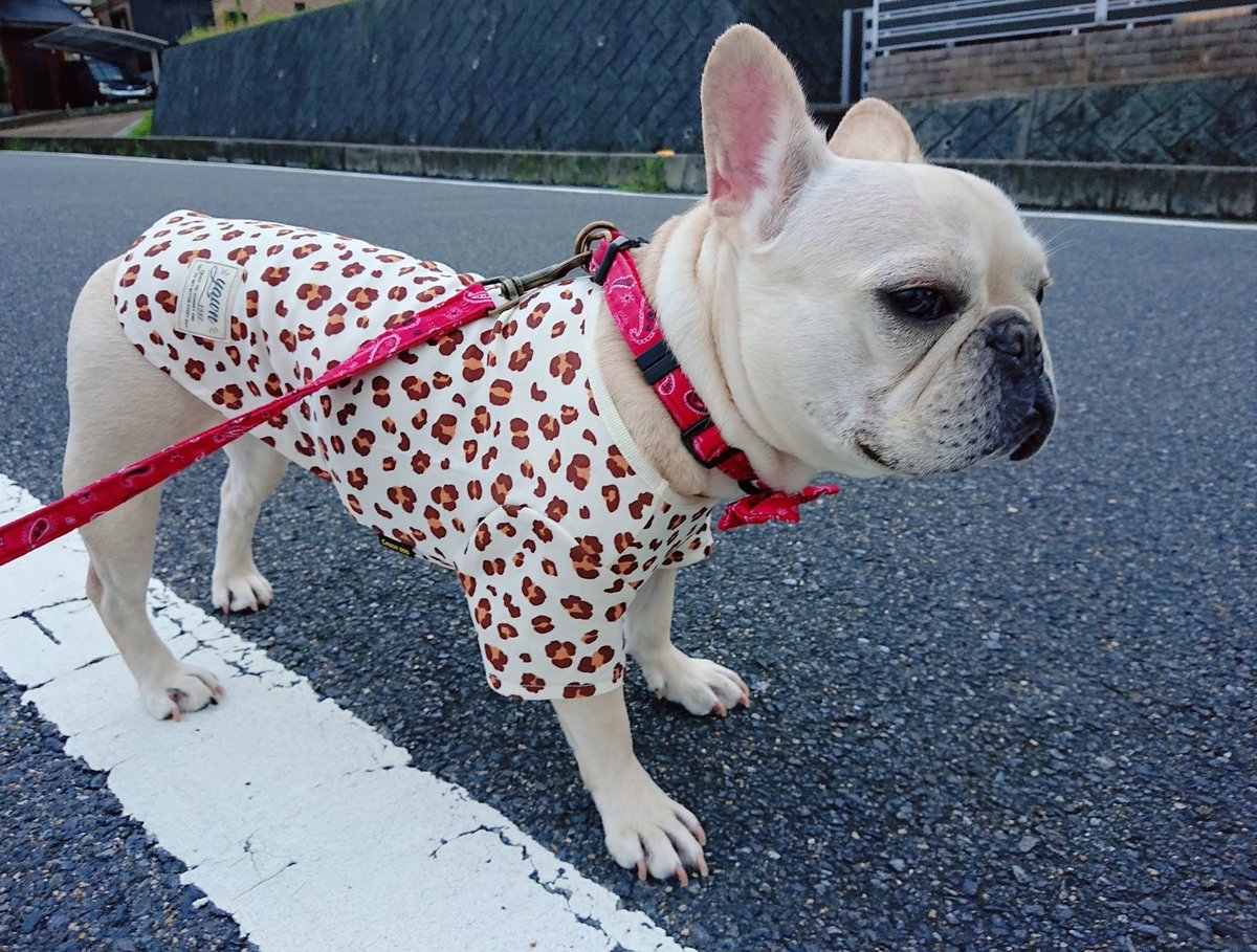 フレンチブルドッグ小梅ちゃん (@koume_channel) / Posts / X