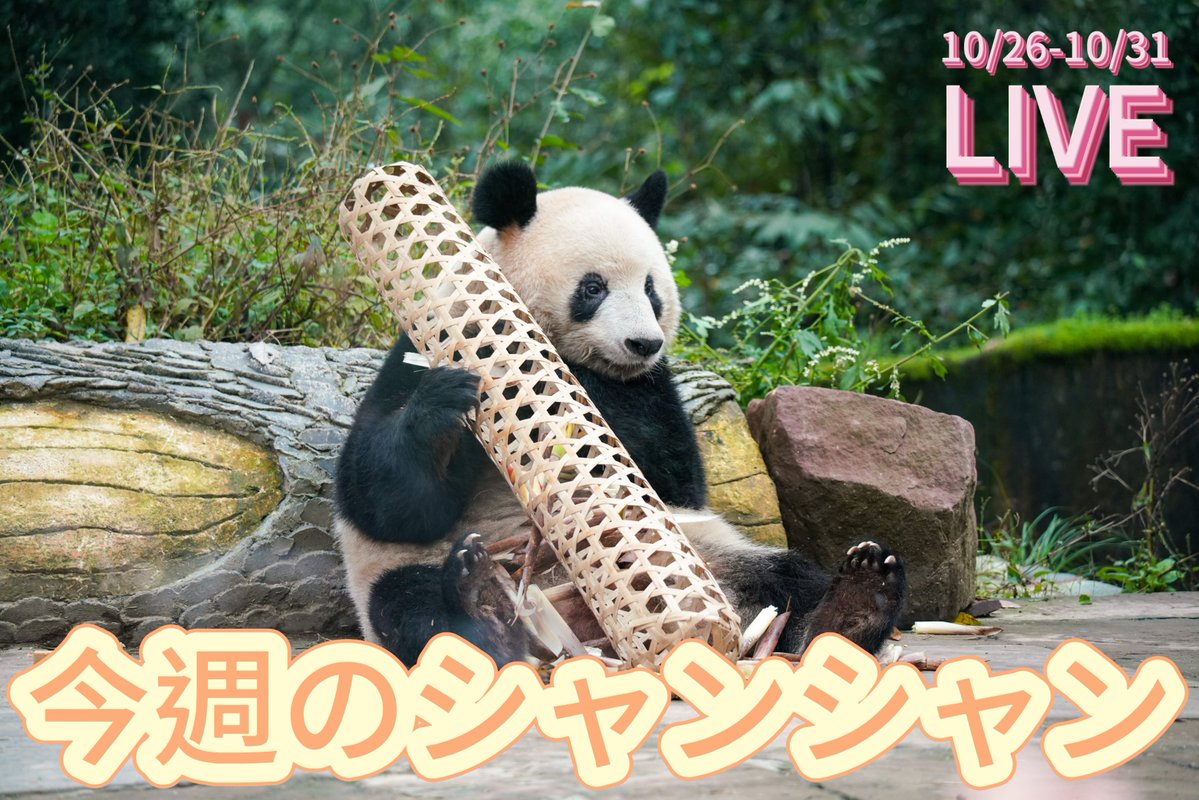 皆シャン、今晩は！明日土曜日（11月1日）の日本時間午後3：30、ユーチューブライブ配信【今週のシャンシャン】で可愛い竹筒シャンシャンを一緒に見てみましょう！🥰😍