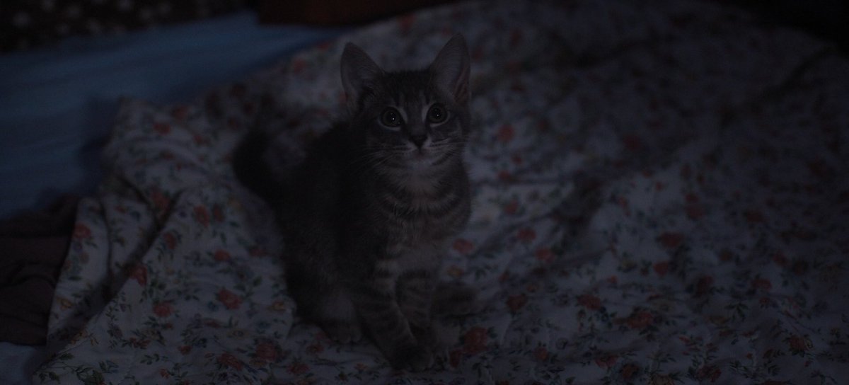 La Ronronthèque tweet media