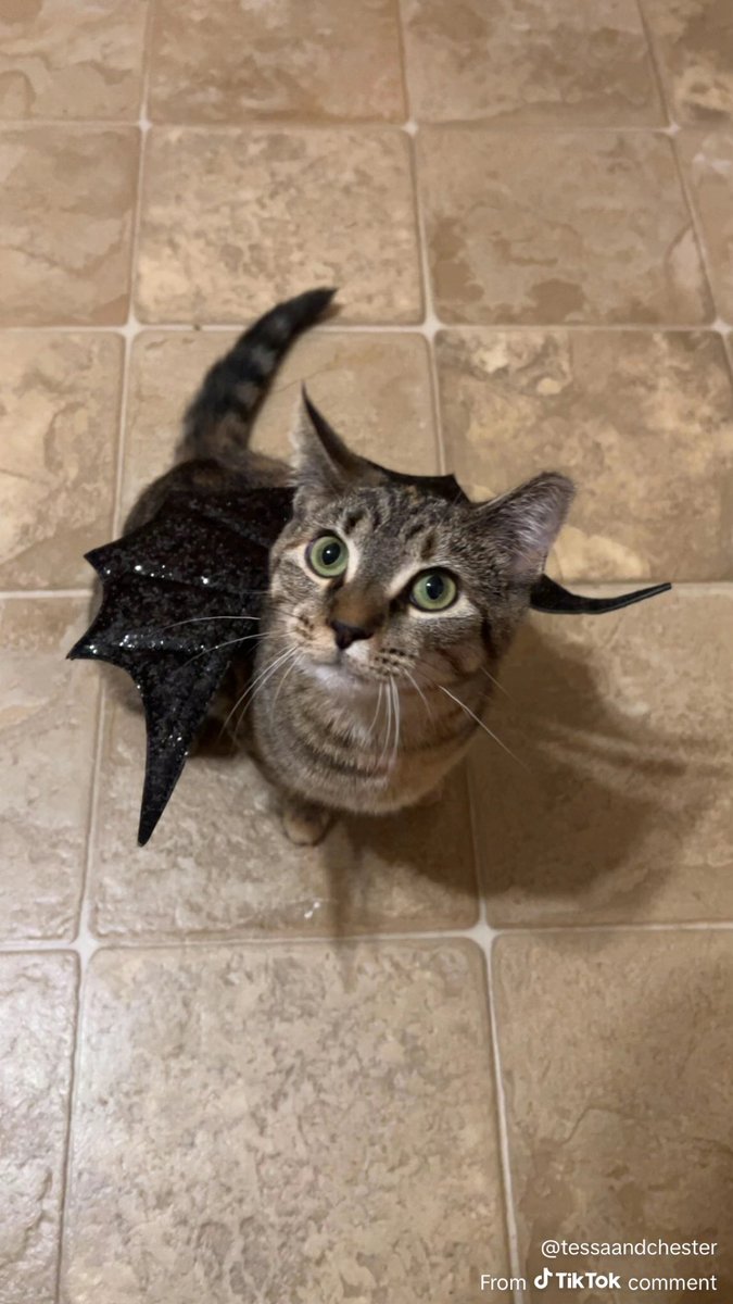 🪽🌸 Sakurachu 🌸🪽 tweet media