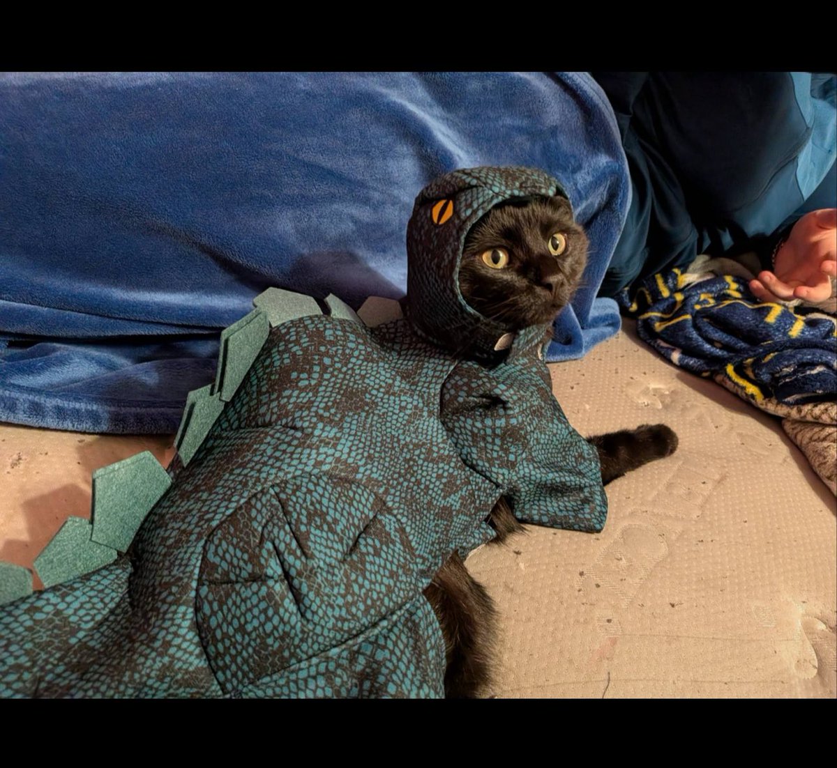 🪽🌸 Sakurachu 🌸🪽 tweet media