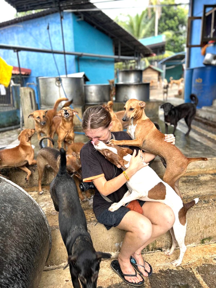 🧡 Thanks to your amazing support across all our channels, we’ve raised £4,834 of our £5,420 goal to repair the roof over our kitchen, laundry &amp; clinic. 
Every share or donation brings us closer to keeping our 2,200 rescued dogs &amp; cats safe &amp; dry 🌧🙏asajpdzu.donorsupport.co/page/animalsos…