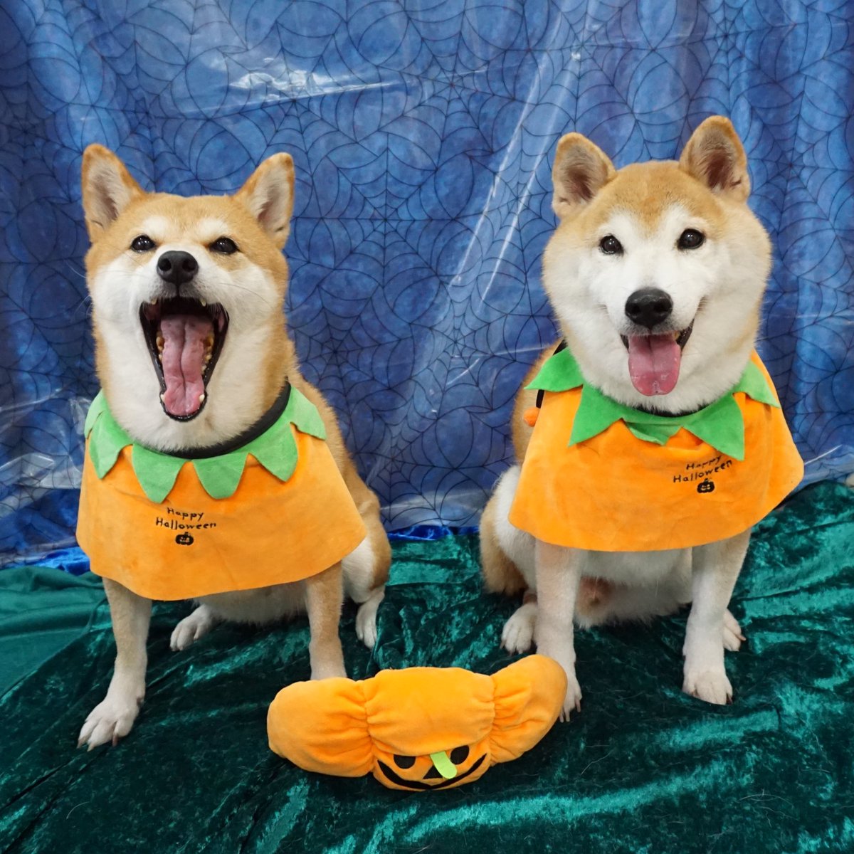 【確認用】annaちゃん( *°ω°* )/ᵗᑋᵃᐢᵏ ᵞᵒᵘ なな～