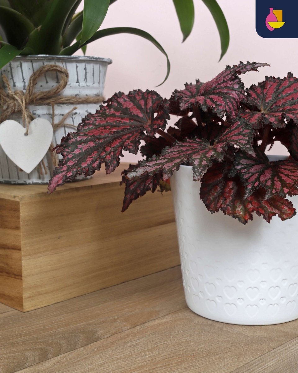 Valentine &amp; Mother’s Day Window Sale! White pots with stripe &amp; heart relief, plus a cozy zinc pot with heart hanger. One styled with a red heart tag (available separately) for extra charm. Limited stock — once they’re gone, they won’t return! #WindowSale #BunnikCreations