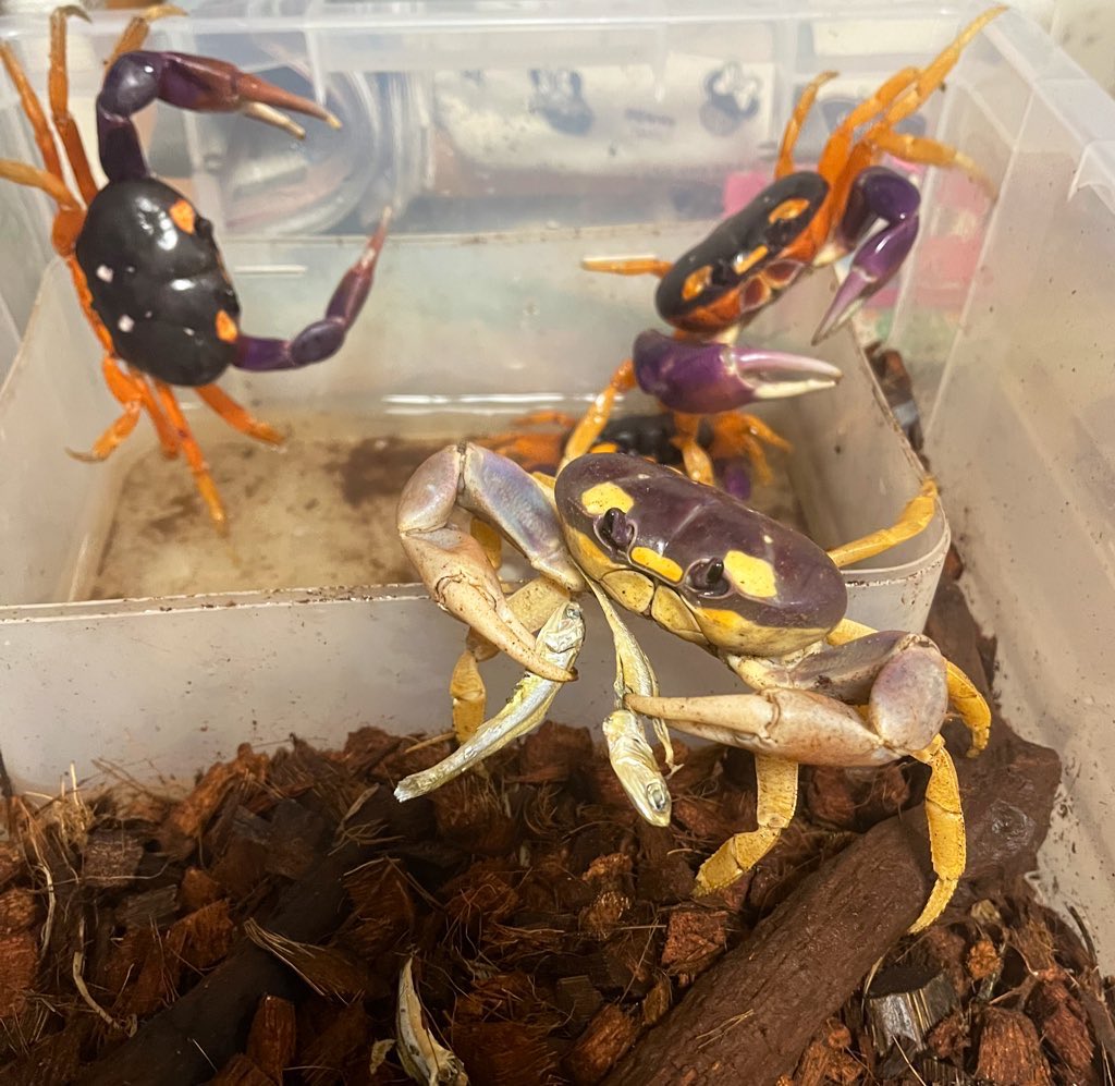 kani_spider's tweet photo. ハッピーハロウィン！🦀🎃🦀
#HappyHalloween https://t.co/vjnbS2uRzw