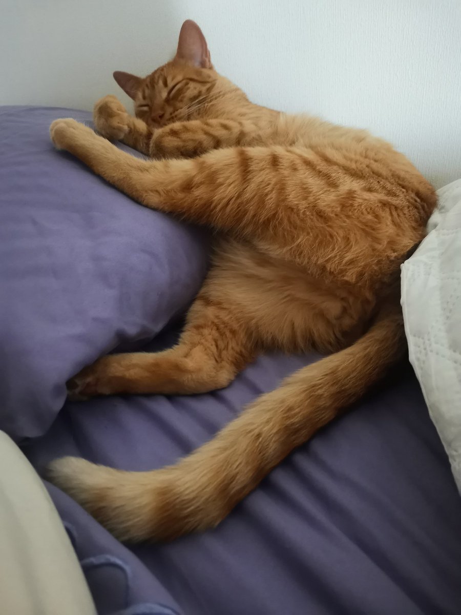 SwingerSantiago 🇨🇱 tweet media