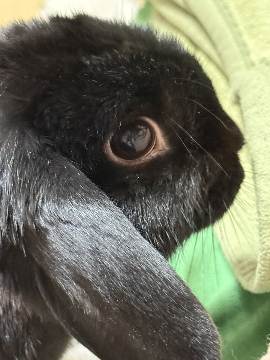 みっちゃん♡うさぎのくろみ🐰 on X