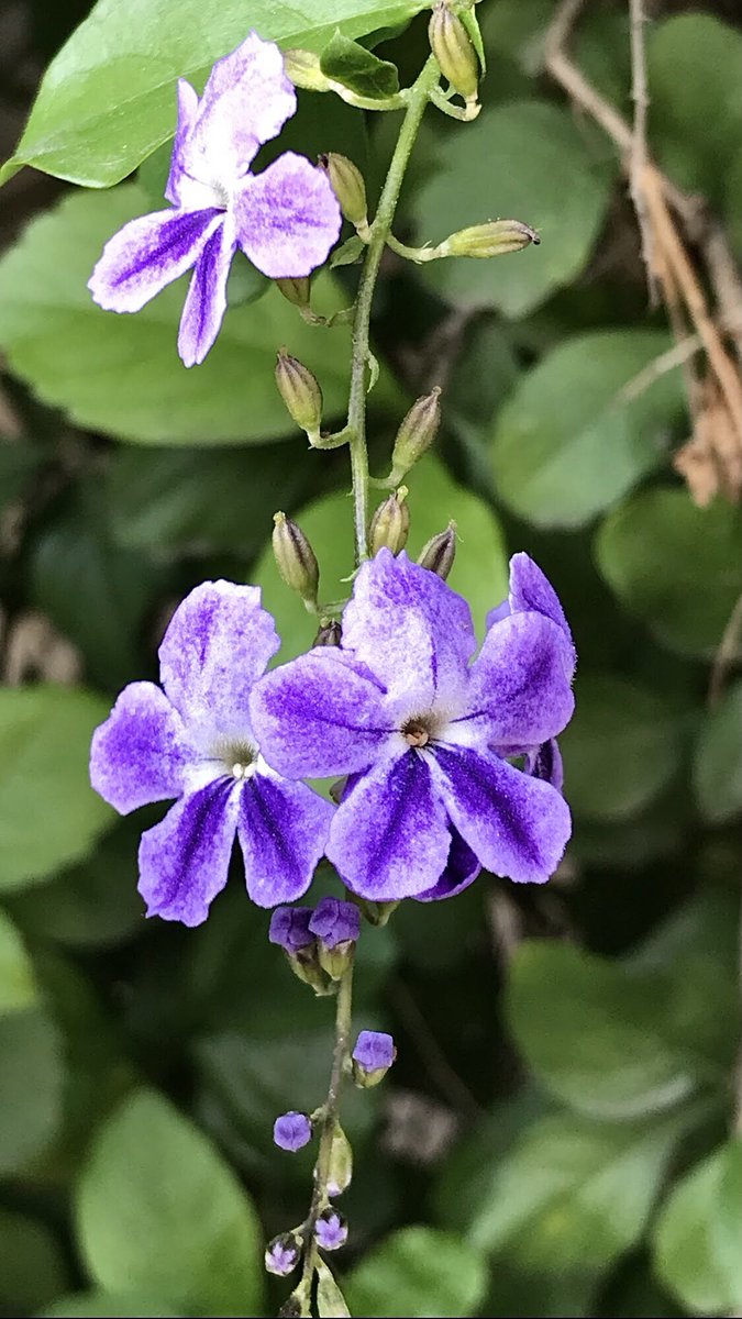 #Durantharepens 💜
#ağaçmenekşesi🤍
#Respect to all #friends