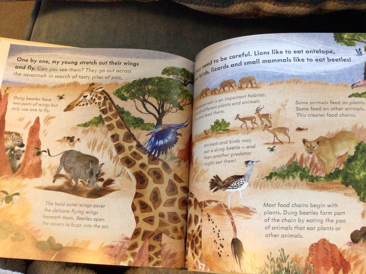 writeaboutbooks's tweet image. To mark the beginning of National Non-Fiction November, #DungBeetle is the latest title in one of my favourite information book series #StartSmallThinkBig @Mamamakesbooks